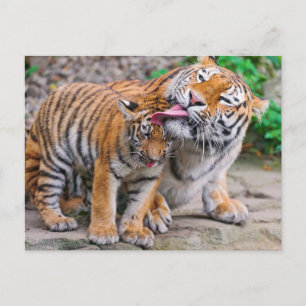 Cutest Baby djur Sibiriska tigerfamiljen Vykort