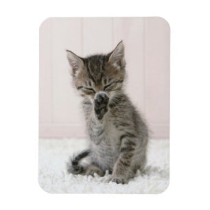 Cutest Baby djur Slickar Tabby Kitten Magnet