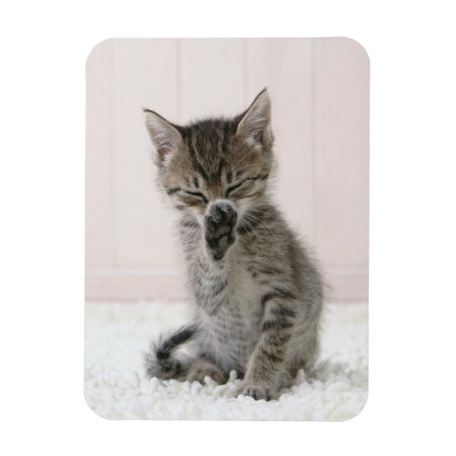Cutest Baby djur | Slickar Tabby Kitten Magnet (Vertikal)