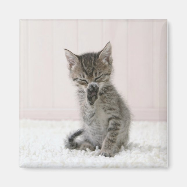 Cutest Baby djur | Slickar Tabby Kitten Magnet (Framsidan)