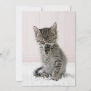 Cutest Baby djur Slickar Tabby Kitten Tack Kort