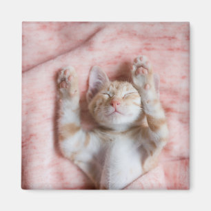 Cutest Baby djur Smal Orange Strepe Kitten Magnet