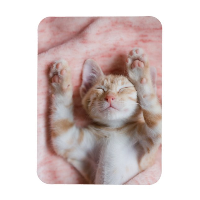 Cutest Baby djur | Smal Orange Strepe Kitten Magnet (Vertikal)