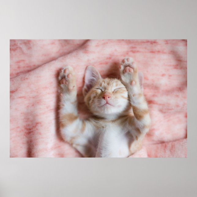 Cutest Baby djur | Smal Orange Strepe Kitten Poster (Framsidan)
