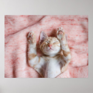 Cutest Baby djur   Smal Orange Strepe Kitten Poster