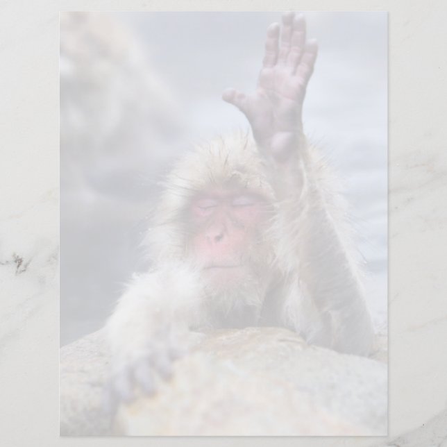 Cutest Baby djur | Snö Monkey Ansikte (Framsida)