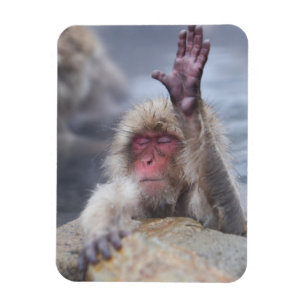 Cutest Baby djur Snö Monkey Ansikte Magnet