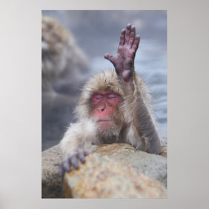 Cutest Baby djur Snö Monkey Ansikte Poster
