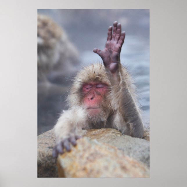 Cutest Baby djur | Snö Monkey Ansikte Poster (Framsidan)