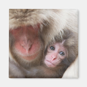 Cutest Baby djur Snö Monkey Magnet