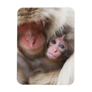 Cutest Baby djur Snö Monkey Magnet