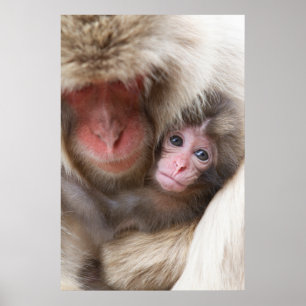 Cutest Baby djur Snö Monkey Poster