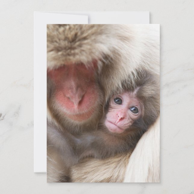 Cutest Baby djur | Snö Monkey Tack Kort (Framsida)