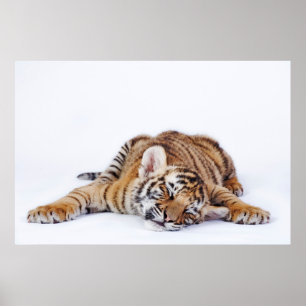 Cutest Baby djur   Sömnig Baby Tiger Unge Poster