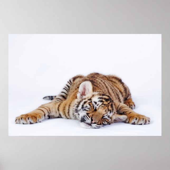 Cutest Baby djur | Sömnig Baby Tiger Unge Poster (Framsidan)