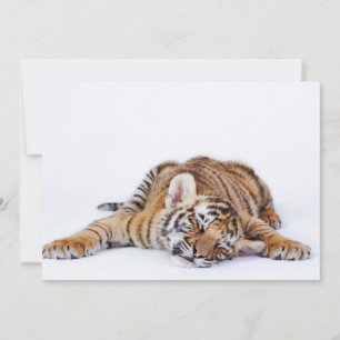 Cutest Baby djur Sömnig Baby Tiger Unge Tack Kort