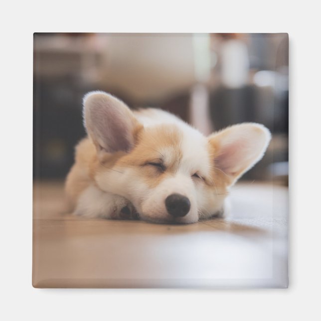 Cutest Baby djur | Sömnig Corgi Magnet (Framsidan)