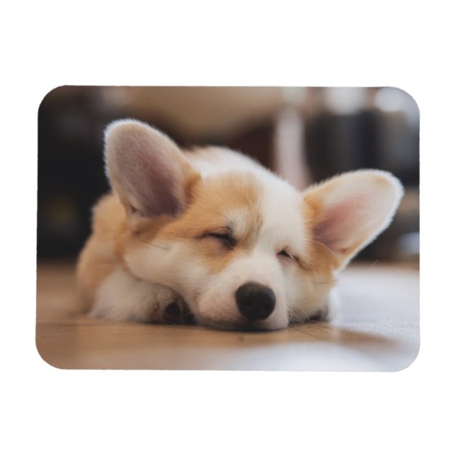 Cutest Baby djur | Sömnig Corgi Magnet (Horisontell)