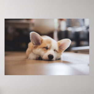 Cutest Baby djur Sömnig Corgi Poster