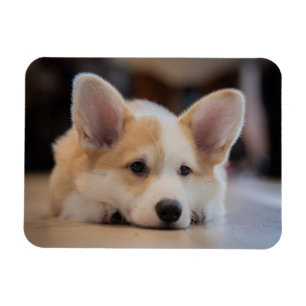 Cutest Baby djur Sömnig Corgi Puppy Magnet