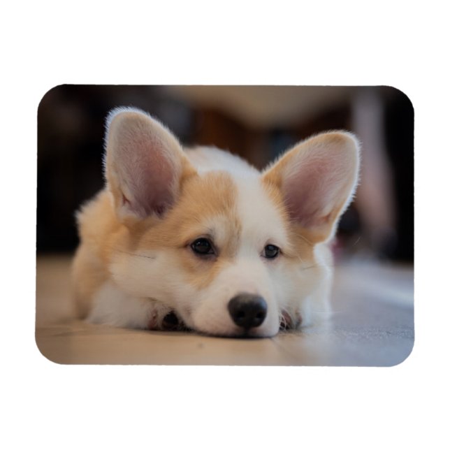 Cutest Baby djur | Sömnig Corgi Puppy Magnet (Horisontell)