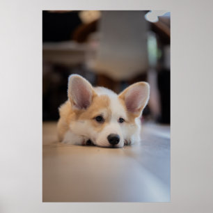 Cutest Baby djur Sömnig Corgi Puppy Poster
