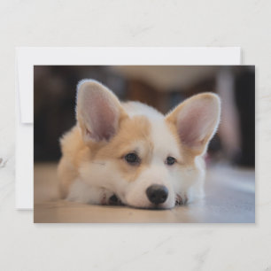 Cutest Baby djur   Sömnig Corgi Puppy Tack Kort