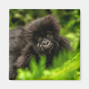 Cutest Baby djur Spädbarnsberg Gorilla Magnet