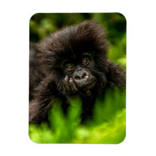 Cutest Baby djur Spädbarnsberg Gorilla Magnet
