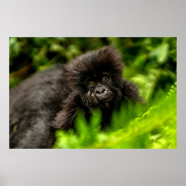 Cutest Baby djur | Spädbarnsberg Gorilla Poster (Framsidan)