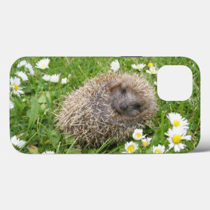 Cutest Baby djur Spanska Hedgehog