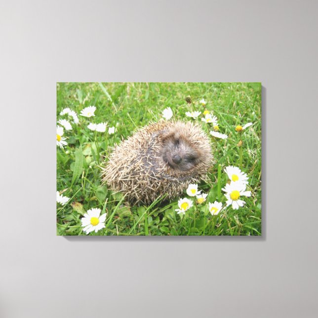 Cutest Baby djur | Spanska Hedgehog Canvastryck (Framsida)