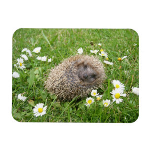 Cutest Baby djur Spanska Hedgehog Magnet