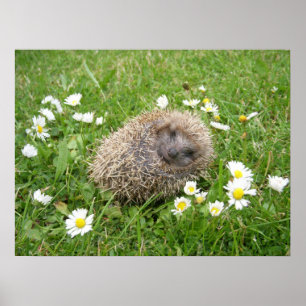 Cutest Baby djur Spanska Hedgehog Poster