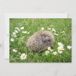 Cutest Baby djur Spanska Hedgehog Tack Kort