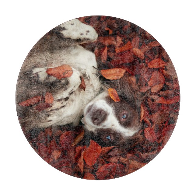 Cutest Baby djur | Spanska i Höst löv (Framsidan)