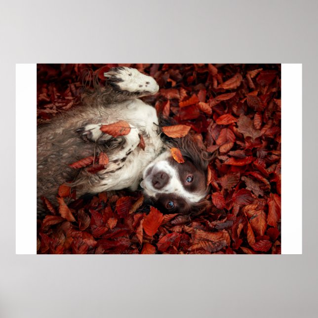 Cutest Baby djur | Spanska i Höst löv Poster (Framsidan)
