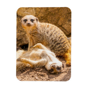 Cutest Baby djur Spelfester Magnet