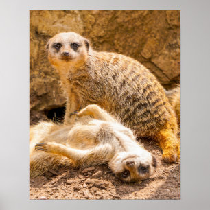 Cutest Baby djur Spelfester Poster