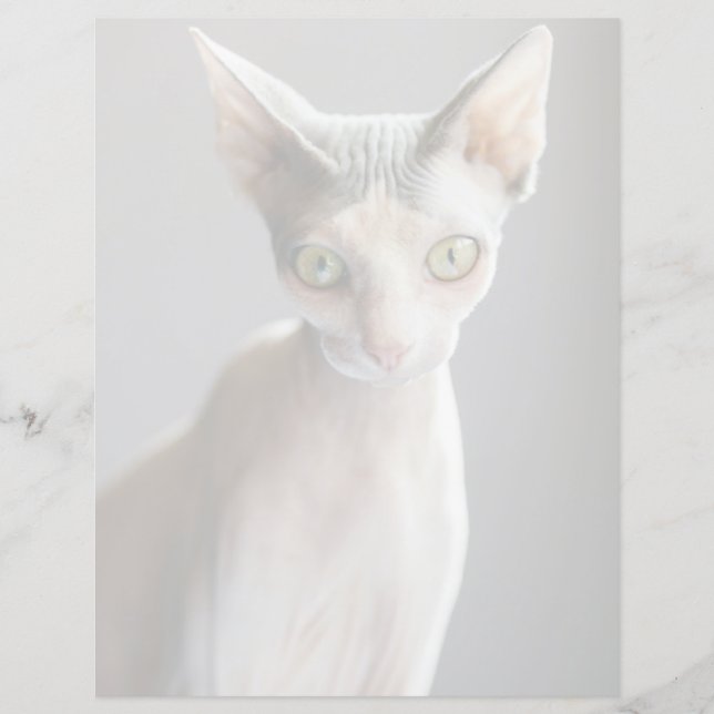 Cutest Baby djur | Sphinx Cat (Framsida)