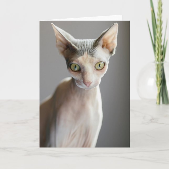 Cutest Baby djur | Sphinx Cat Kort (Framsida)