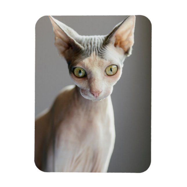 Cutest Baby djur | Sphinx Cat Magnet (Vertikal)