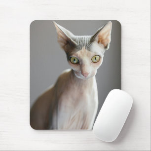 Cutest Baby djur   Sphinx Cat Musmatta