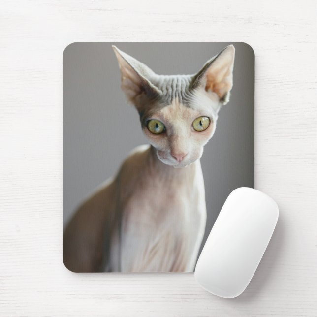 Cutest Baby djur | Sphinx Cat Musmatta (Med mus)