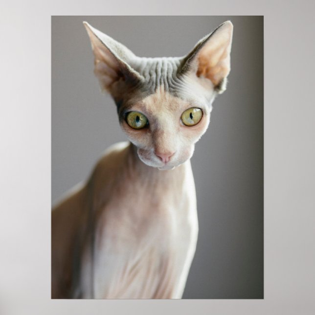 Cutest Baby djur | Sphinx Cat Poster (Framsidan)