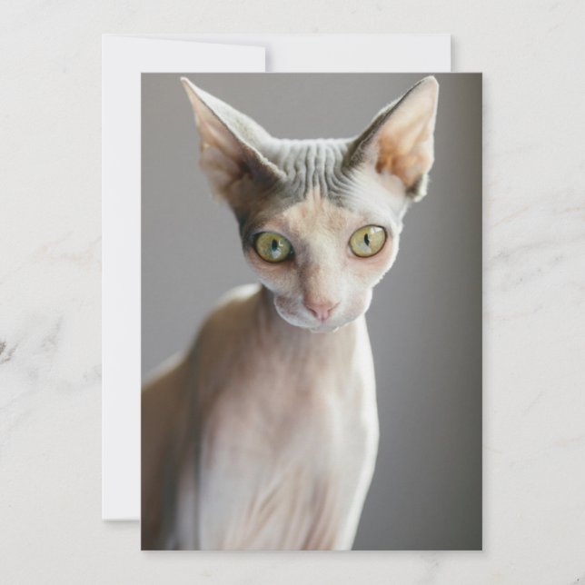 Cutest Baby djur | Sphinx Cat Tack Kort (Framsida)