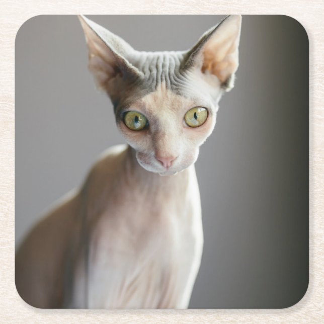 Cutest Baby djur | Sphinx Cat Underlägg Papper Kvadrat (Framsidan)