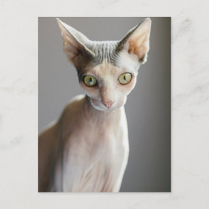 Cutest Baby djur   Sphinx Cat Vykort