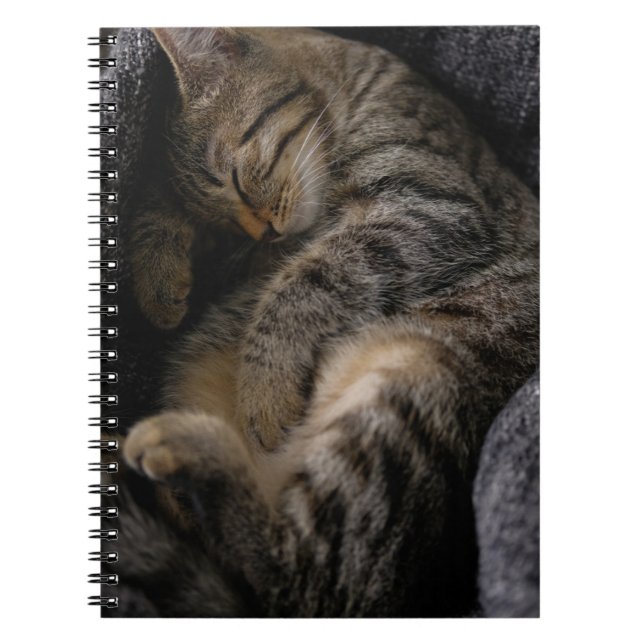 Cutest Baby djur | Spipande Tabby katt Anteckningsbok (Framsidan)