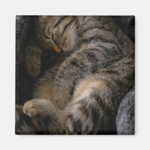 Cutest Baby djur Spipande Tabby katt Magnet